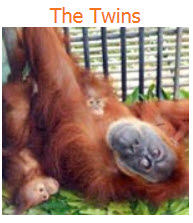Mrps Adopts Orangutan Twins 6 Mrps Adopts Orangutan Twins 8
