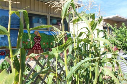Kitchen Garden Keeps Growing 15 Kitchen Garden Keeps Growing 7