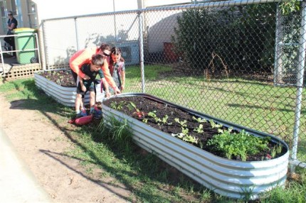 Kitchen Garden Beds For Year 3S 1 Kitchen Garden Beds For Year 3S 1