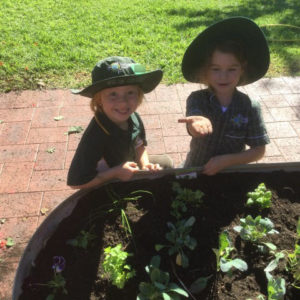 Mini Margies Plant A Kitchen Garden Bed 10