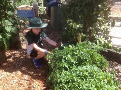 Stephanie Alexander Kitchen Garden 4