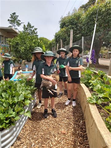 Kitchen Garden News From T5 11 Kitchen Garden News From T5 11