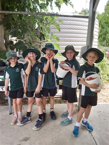 Kitchen Garden News From T5 12 Kitchen Garden News From T5 12
