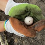 Kitchen Garden Journalists For 2021 28