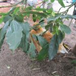 Kitchen Garden Journalists For 2021 22