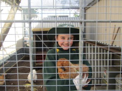 Bossy Chooks In The Garden 11